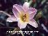 poweroflove.bmp