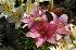 Beauty+of+the+Lillies.jpg