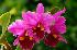 Orchids.jpg